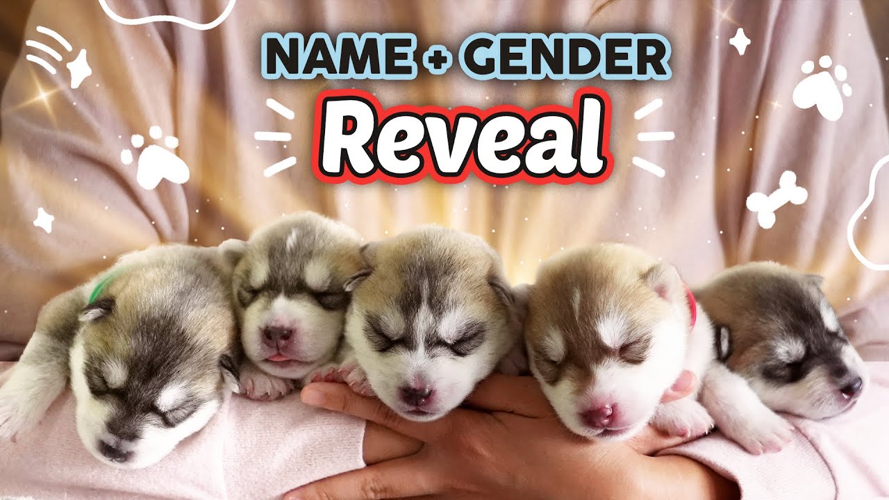 Meet our 5 RUSSIAN Puppies! 🇷🇺 (1-Week-Old)