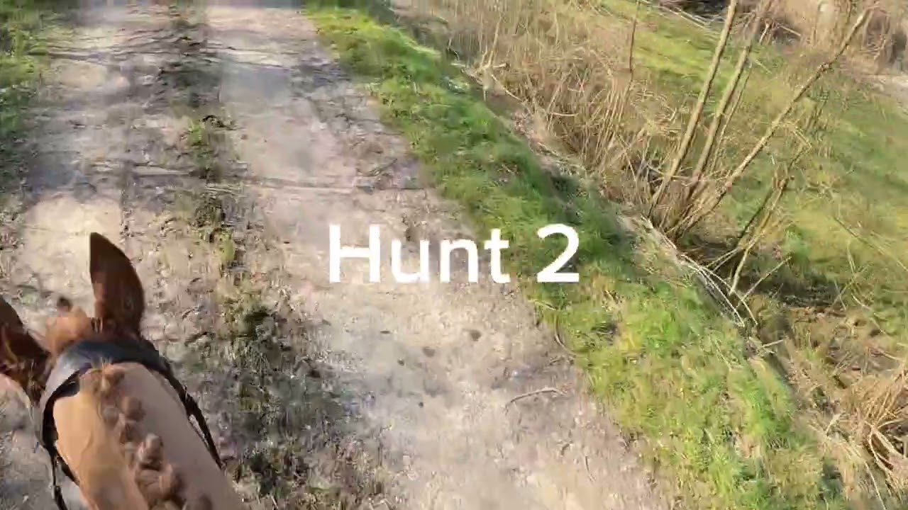 Hunting at Kingsclere with the South Down Bloodhounds 9/3/25