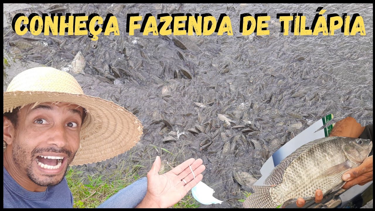 Comprando Tilapia para vender- fazenda de Peixe @TILAPIA Minha Vida ! #sustentabilidade