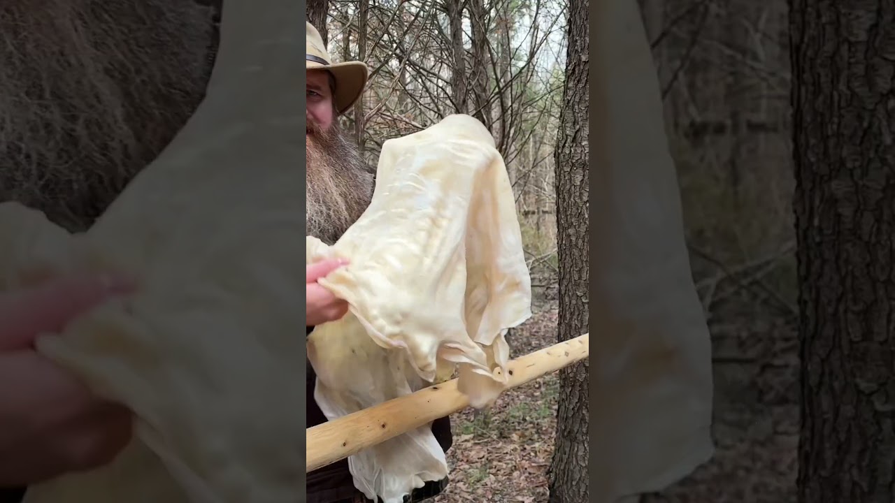 Deerskin to Buckskin #novembersouth  #braintan #primitiveskills #bushcraft #primitive