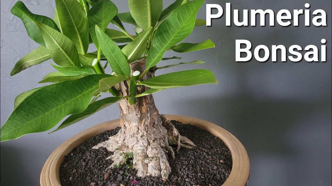 Plumeria bonsai pruning