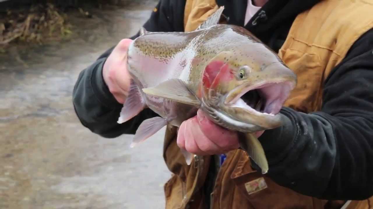 Steelhead Fishing on the Pere Marquette River