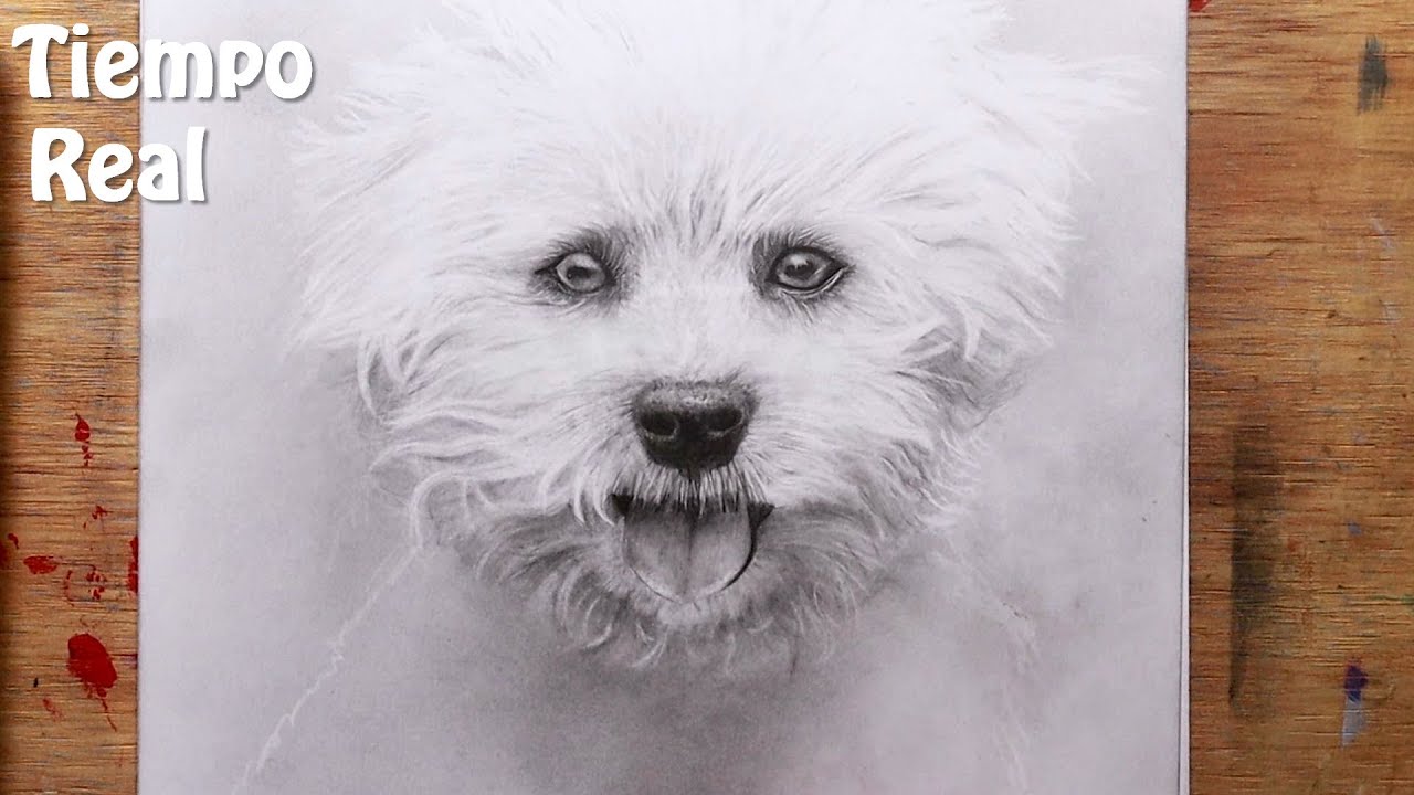 Cómo dibujar un perro blanco -TIEMPO REAL - Dibuja un perrito blanco