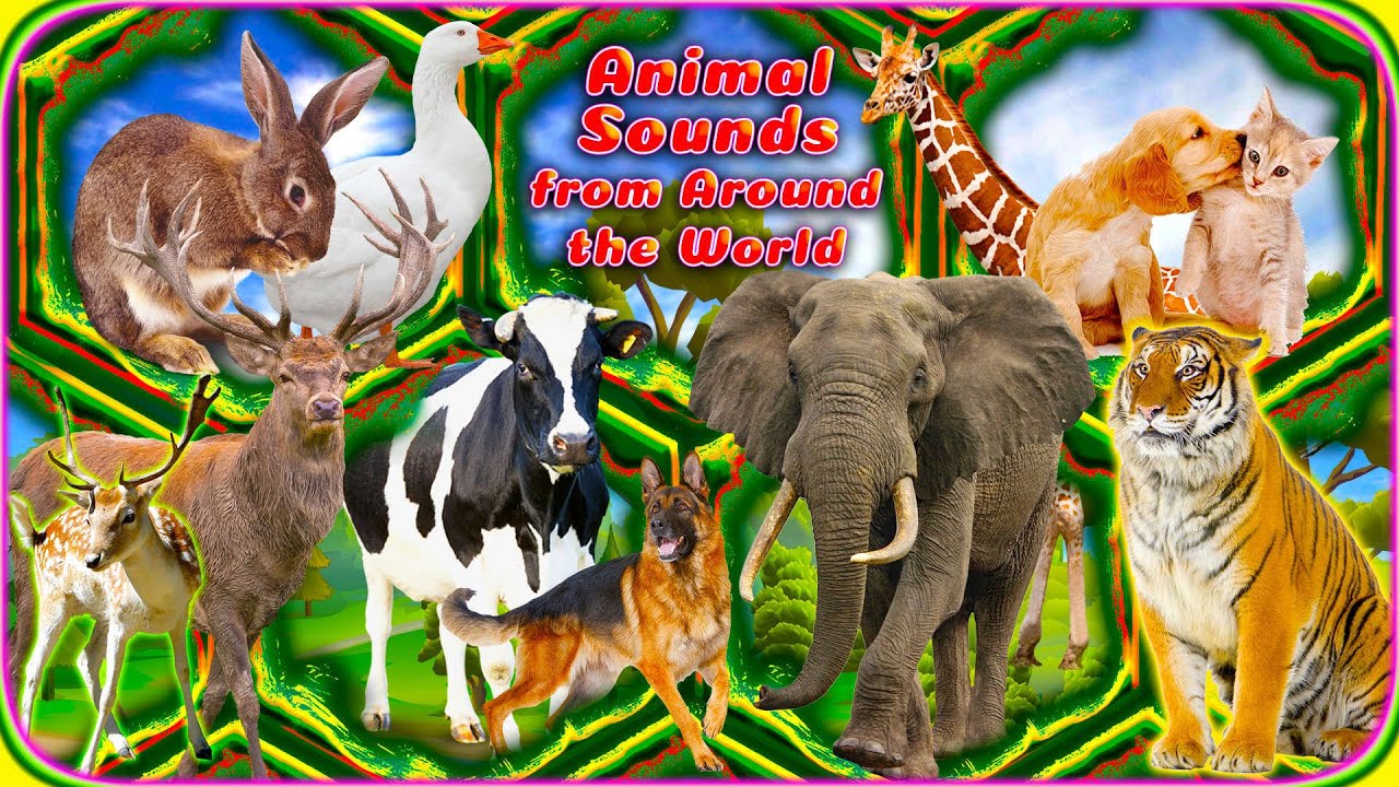 Animal Sounds from Around the World • Farm Sounds • Forest Sounds •  African Sounds • Bird Sounds