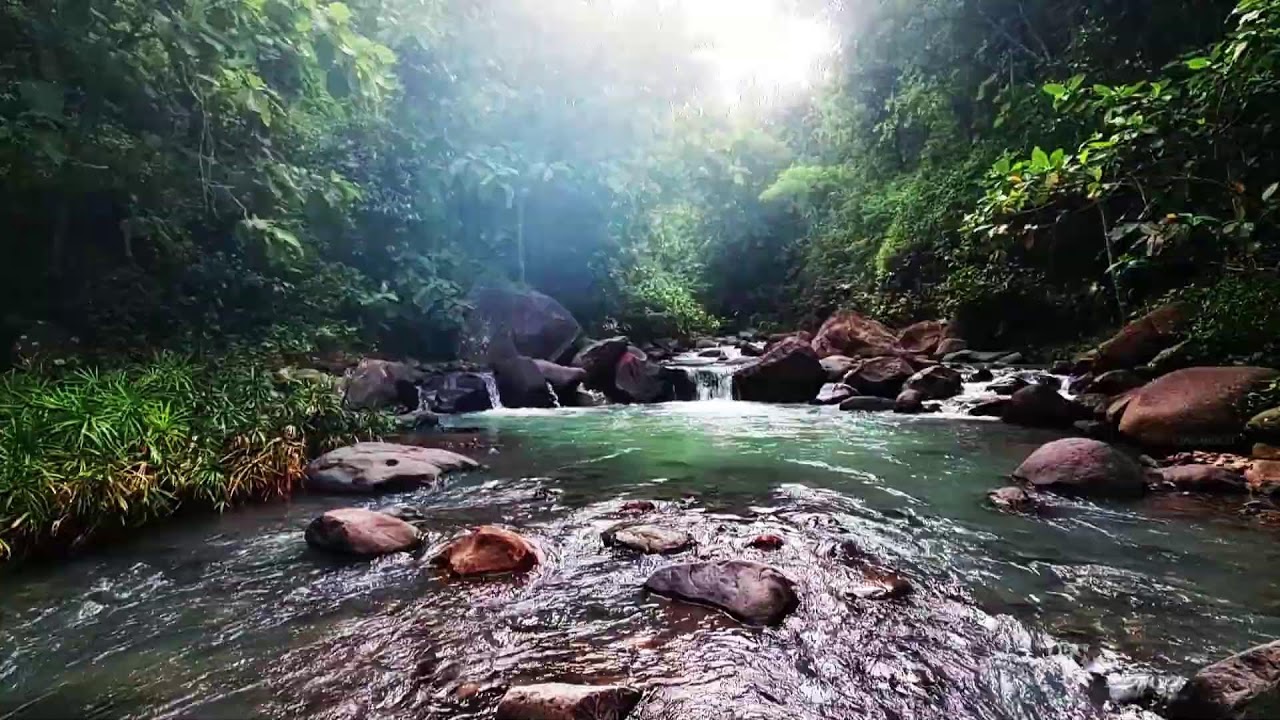 Soothing Water Flow and Bird ASMR - Nature’s White Noise for Sleep, Studying, and Meditation
