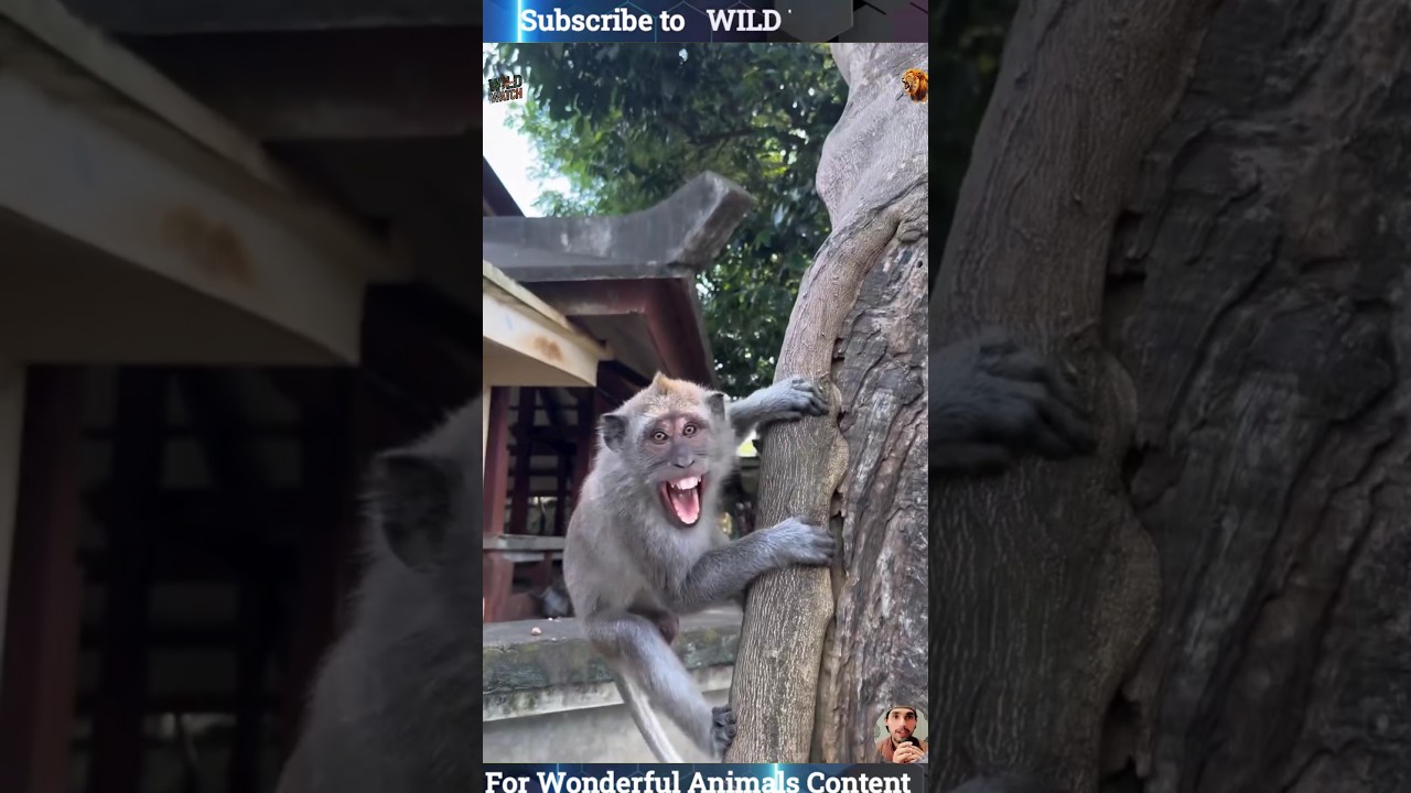Surprising Animal moments 🦕🦖🦓🦬#animals #wildlife #wildzoom #wildlifeentertainment #monkey