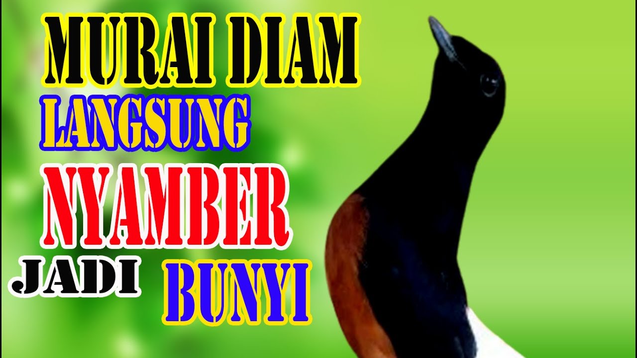 RESPON CEPAT !!! AMPUH Merangsang EMOSI Gak Perlu Lama Murai Batu diam ikut BUNYI jadi GACOR