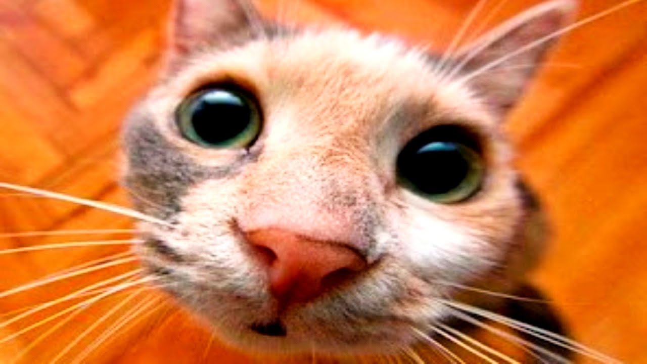 these are the best cats
