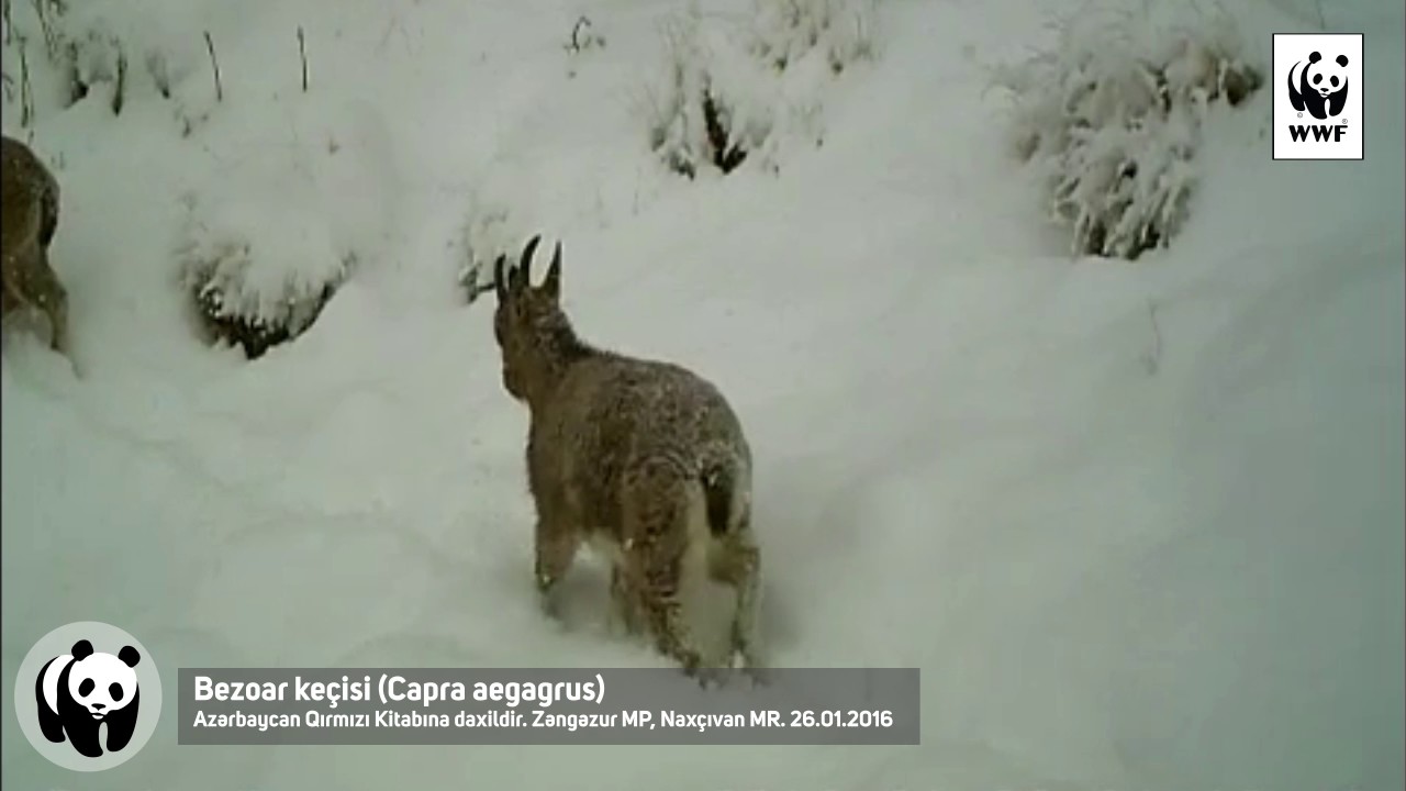 Bezoar ke&ccedil;isi (Capra aegagrus)