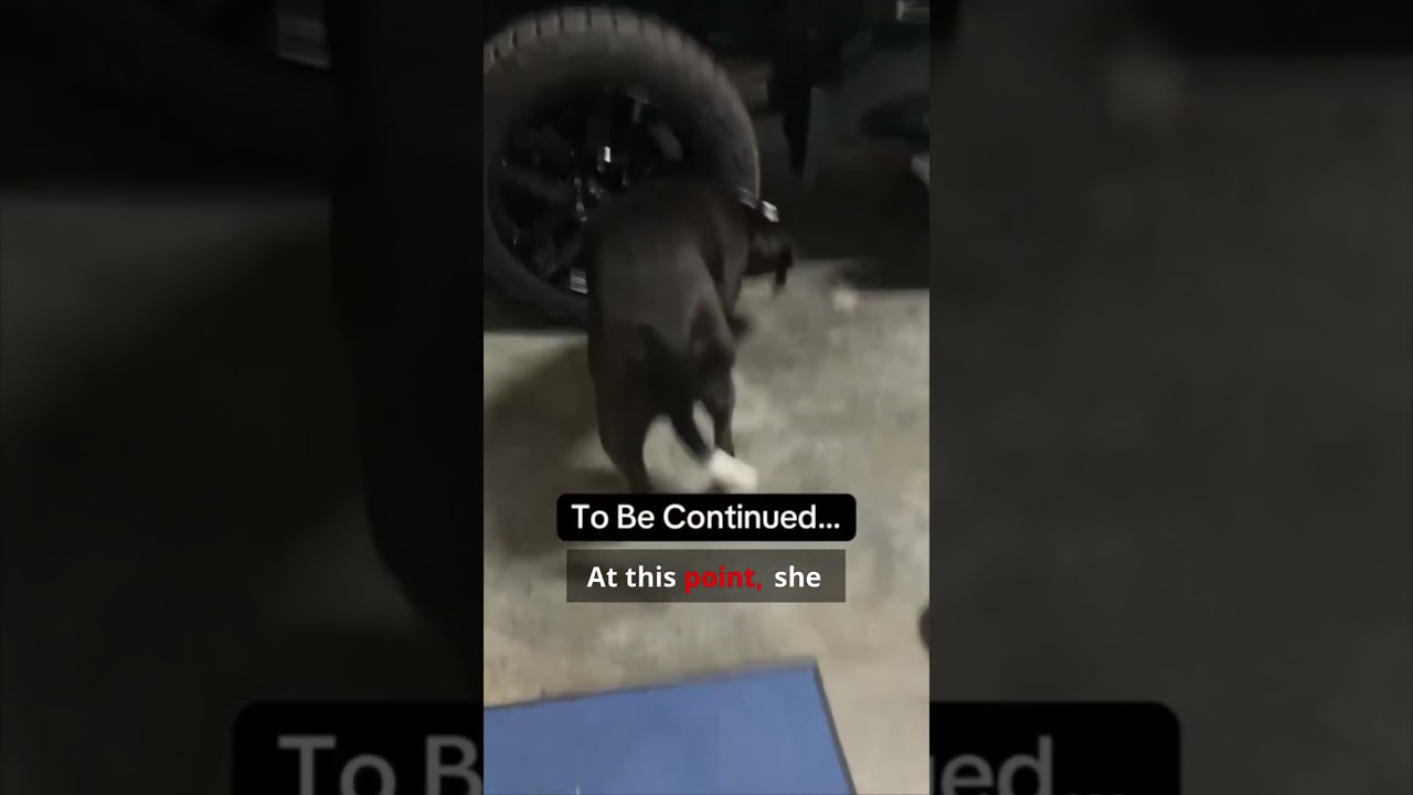 This dog's reaction in the garage is NOT normal. You need to see this footage!