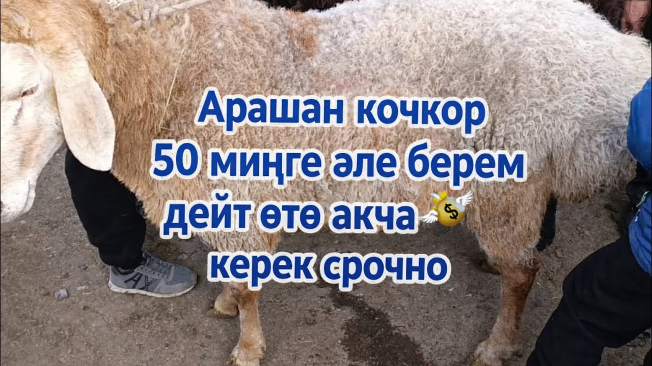 Учкун мал базар Арашан срочно сатылат акча 💸 өтө керек. 50 минге эле берем дейт.