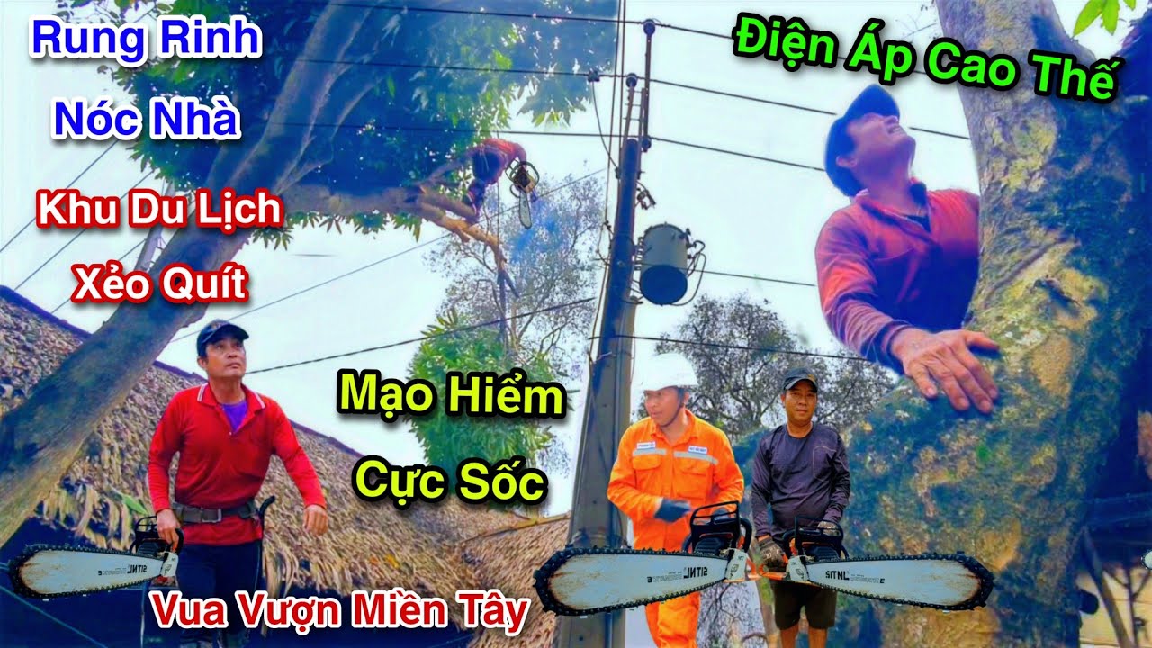 Rung Rinh Nóc Nhà Khu Du Lịch Xẻo Quít Vua Vượn Cưa Cây Xoài Cây Bằng Lăng Cạnh Điện Cao Thế