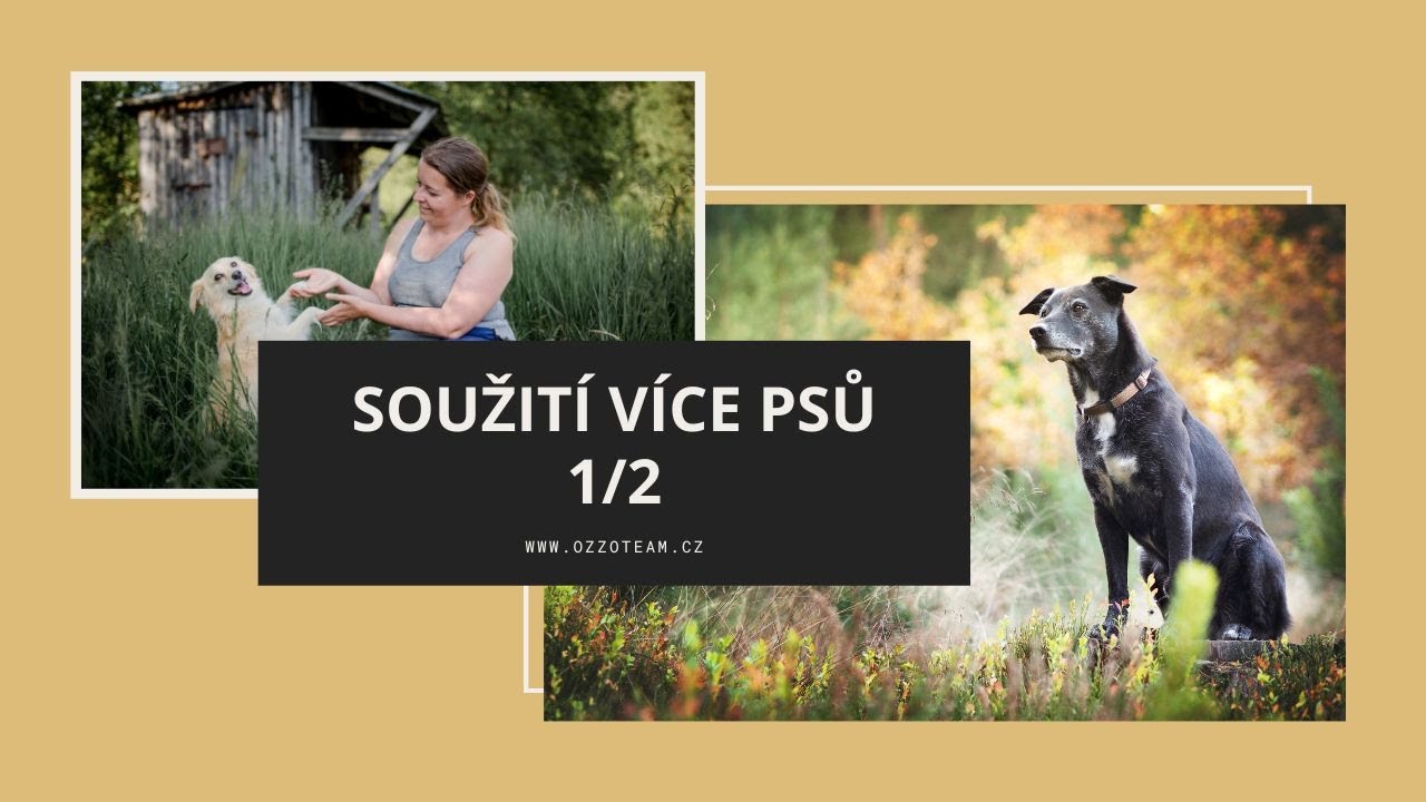 Soužit&iacute; v&iacute;ce psů 1/2