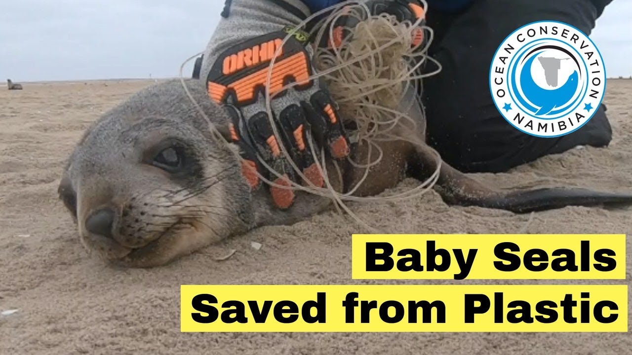 3 Baby Seals Rescued from Plastic