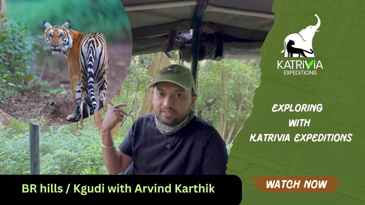 BR Hills K Gudi | A Hidden Wildlife Paradise | Arvind Karthik | Katrivia Expeditions | English