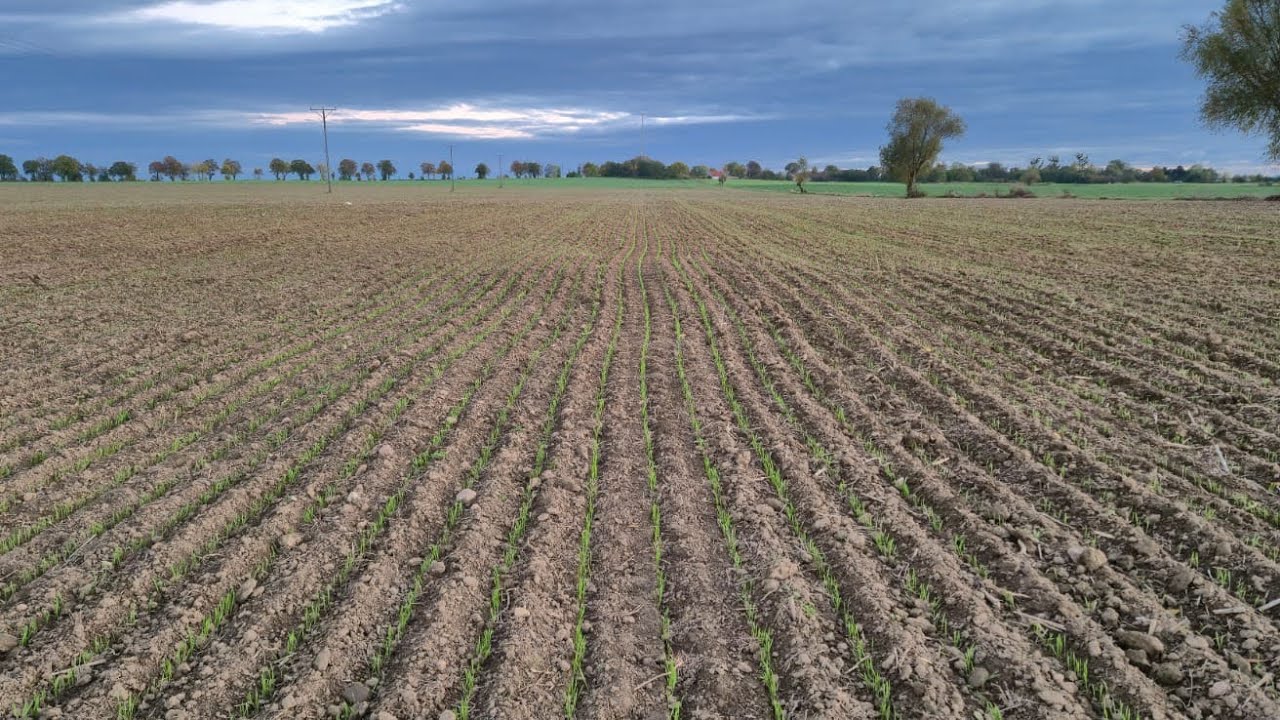 The results of the Horizon MDSX seeder's work after 14 days!