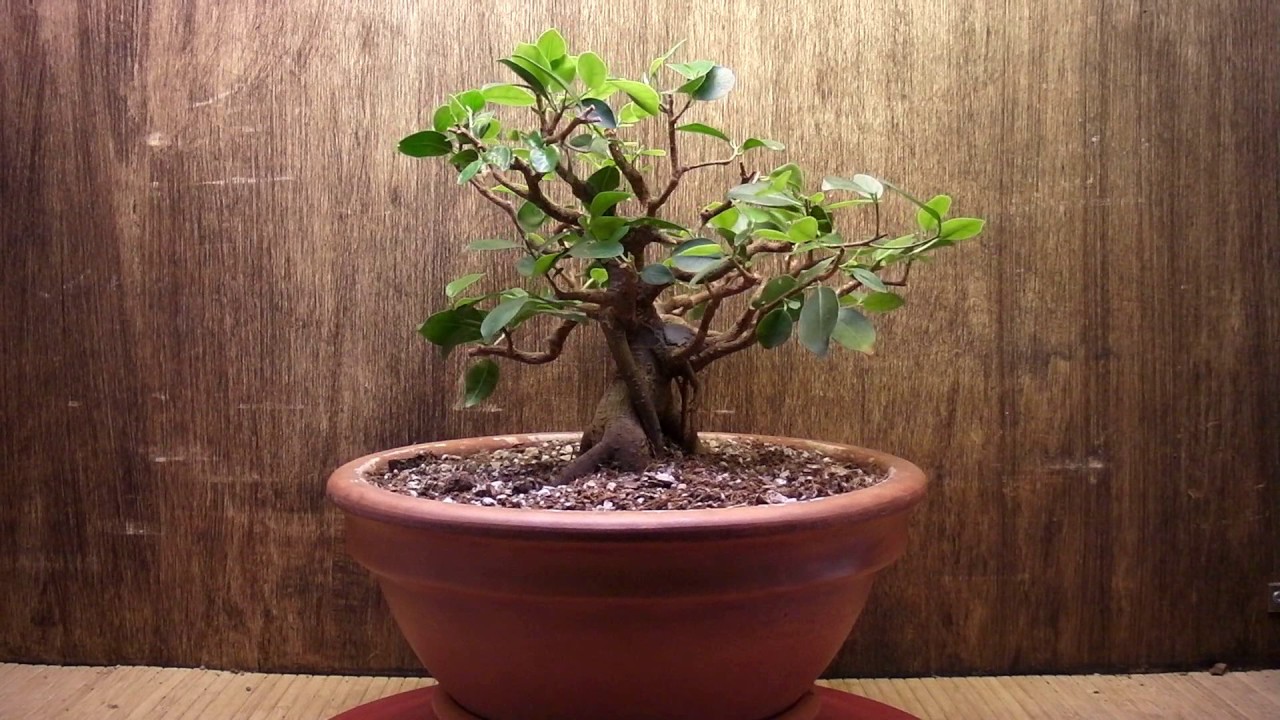 Ficus microcarpa 7 years in training bonsai with music