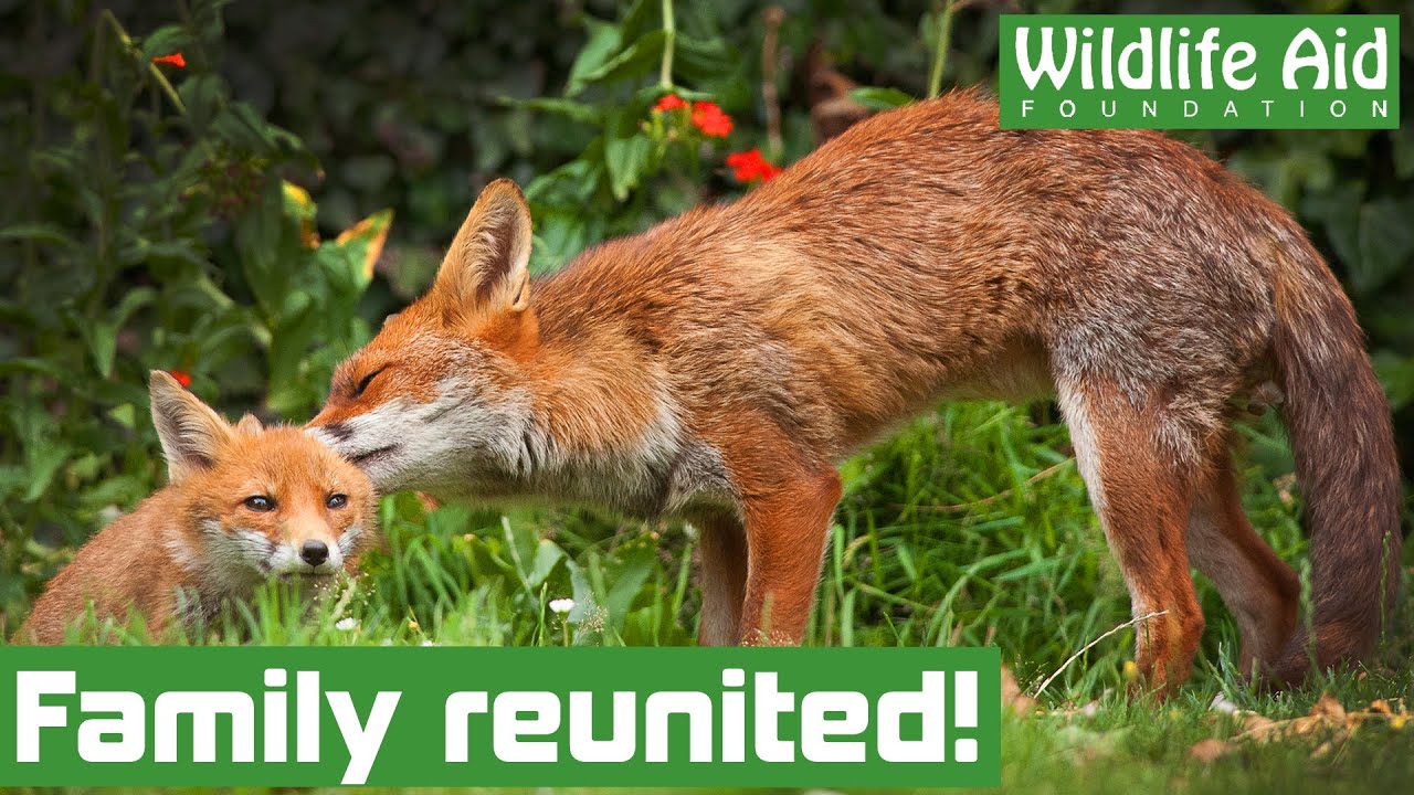Lost baby FOX is reunited with his family!