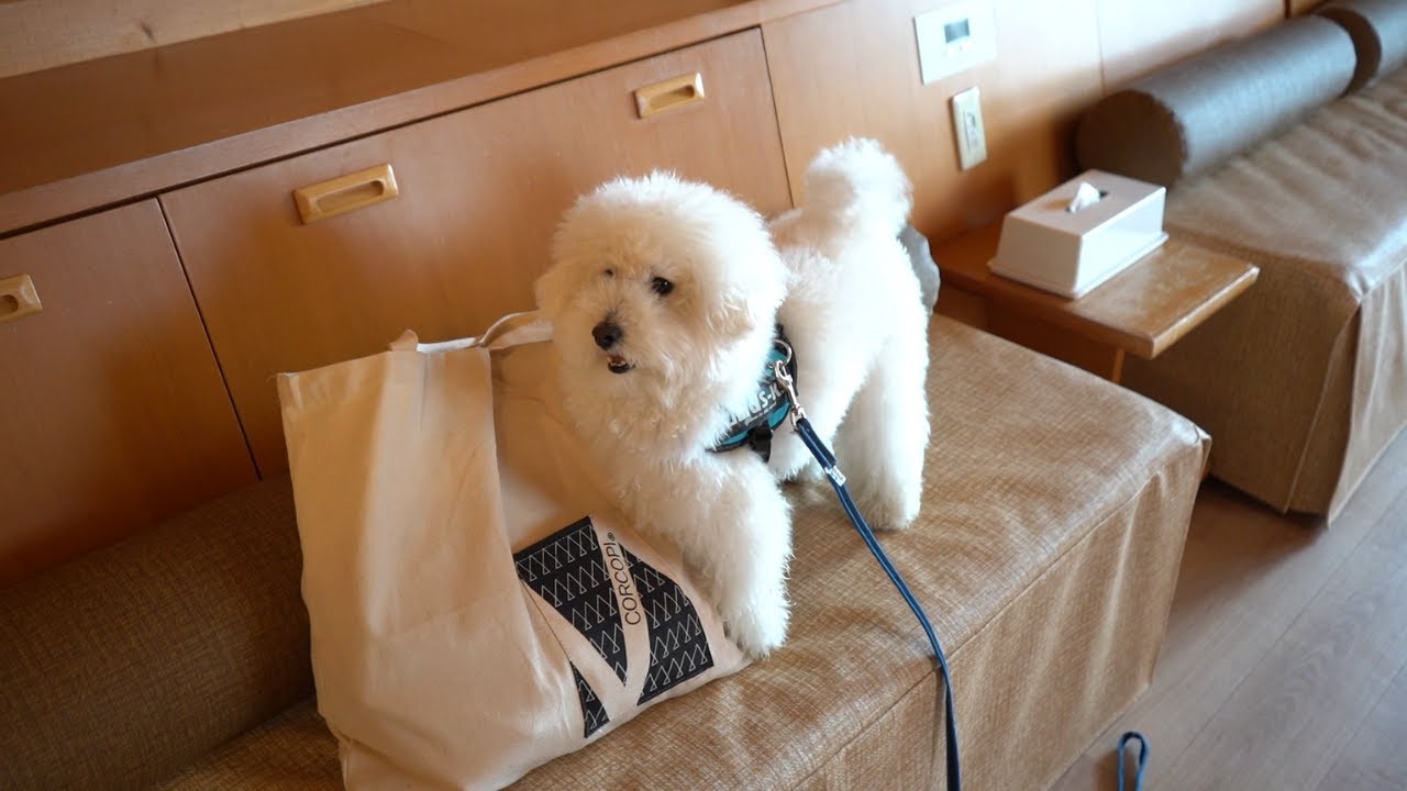 【犬と泊まれる宿】新潟県十日町市にあるベルナティオにトイプードルと泊まってみた!!①