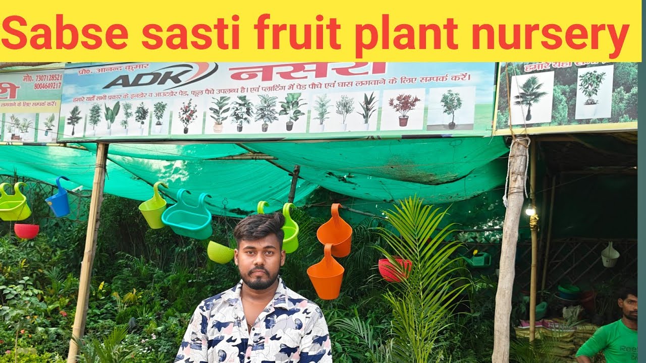 Gosaiganj ki fruit plant Best nursery lucknow.