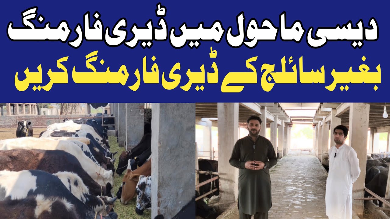 Small Cow Dairy Farm|Dairy Farm Business For Beginners