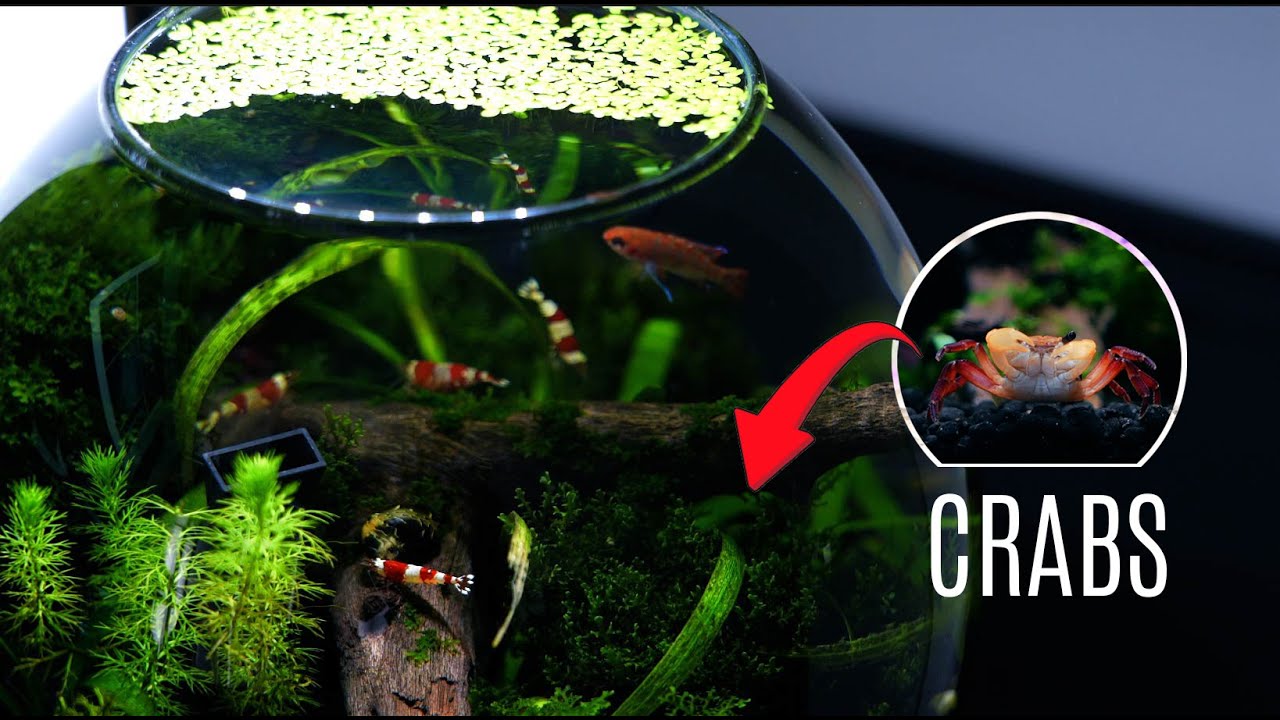 Аквариум Fluval Liv — 3 месяца спустя | Без монтажа. Экосистема, созданная с помощью крабов!