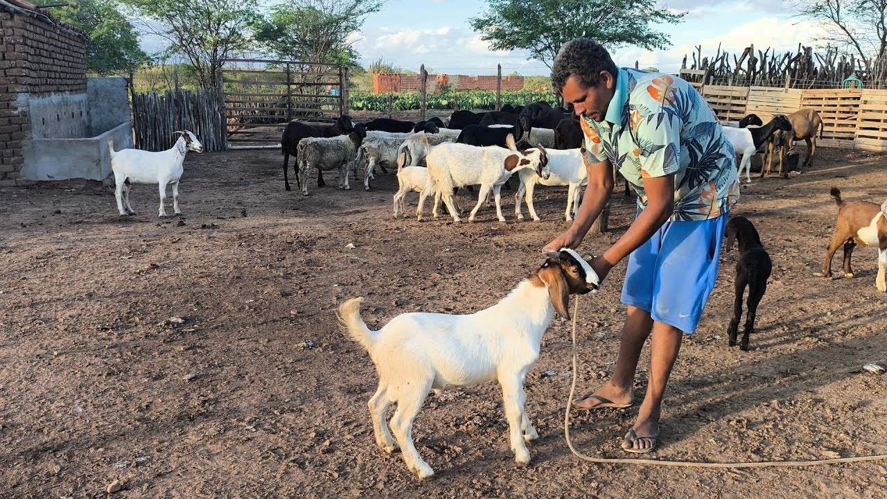 VENDE-SE UM CABRITO DA RAÇA BÔER CONDINHA E FLÁVIO CAGACELA FAZENDO A RESENHA