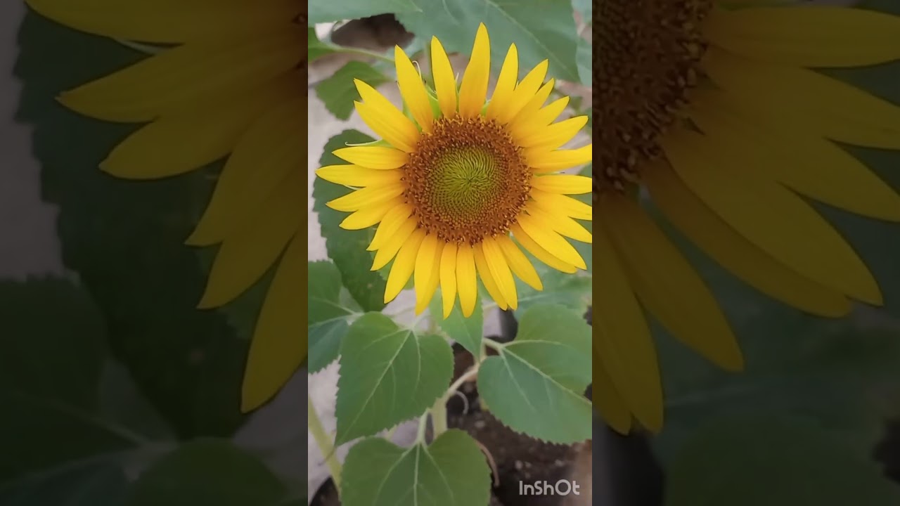 sunflower in my tarace garden #taracegarden #sunflower#shorts #heavenonearth
