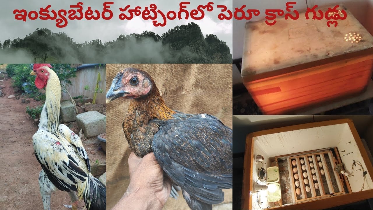 first time Peru cross eggs hatching with incubator #perucross #incubator #hatching