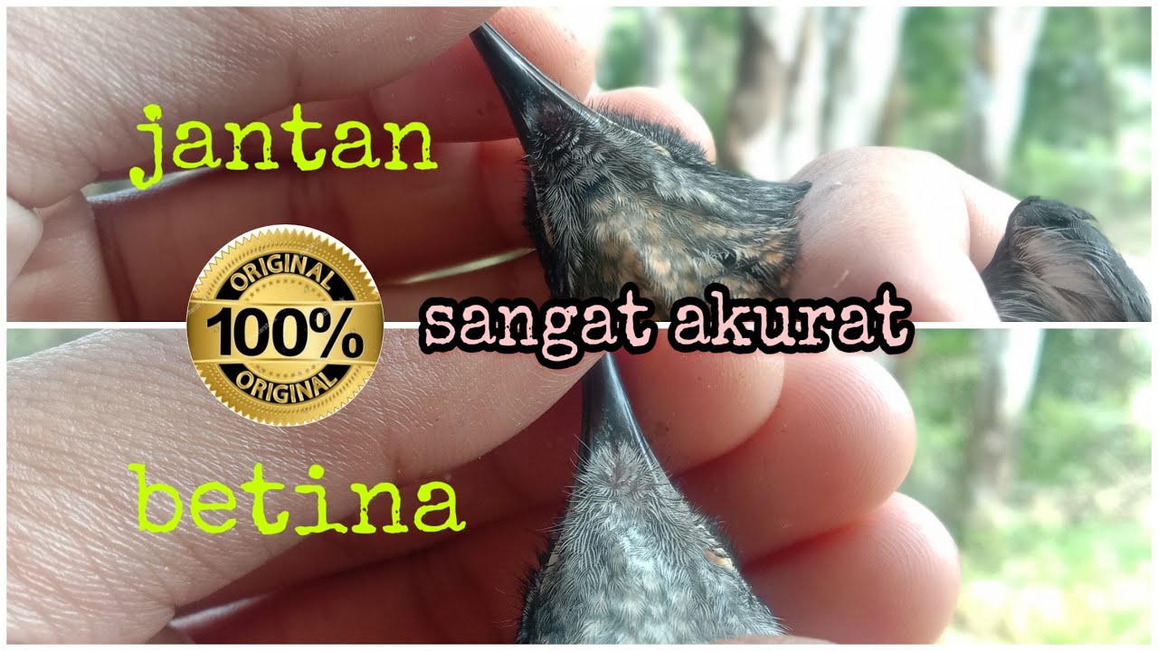 cara membedakan kacer trotolan jantan dan betina umur 1bulan