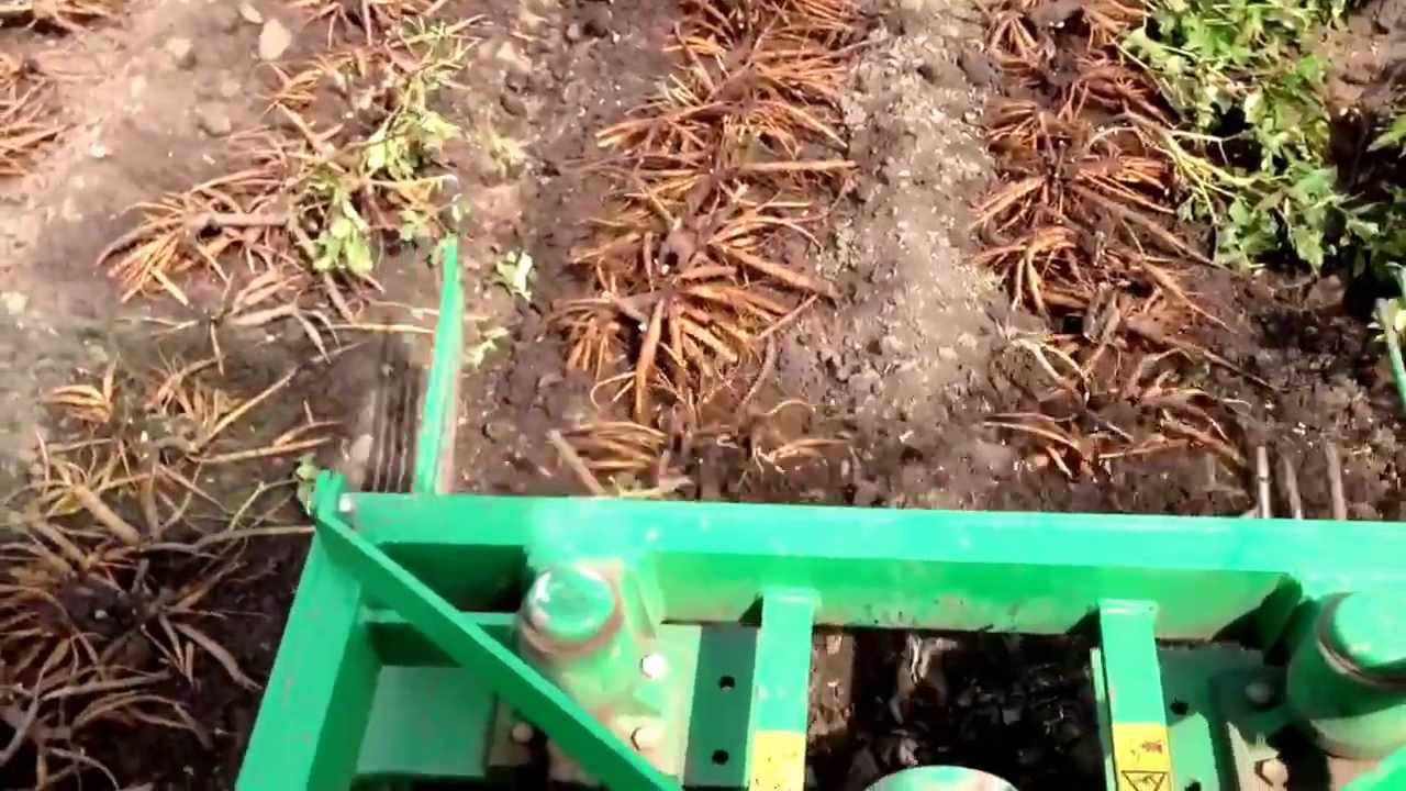 How to dig up Peony Roots? - Peony Coral Sunset - www.peonyshop.com