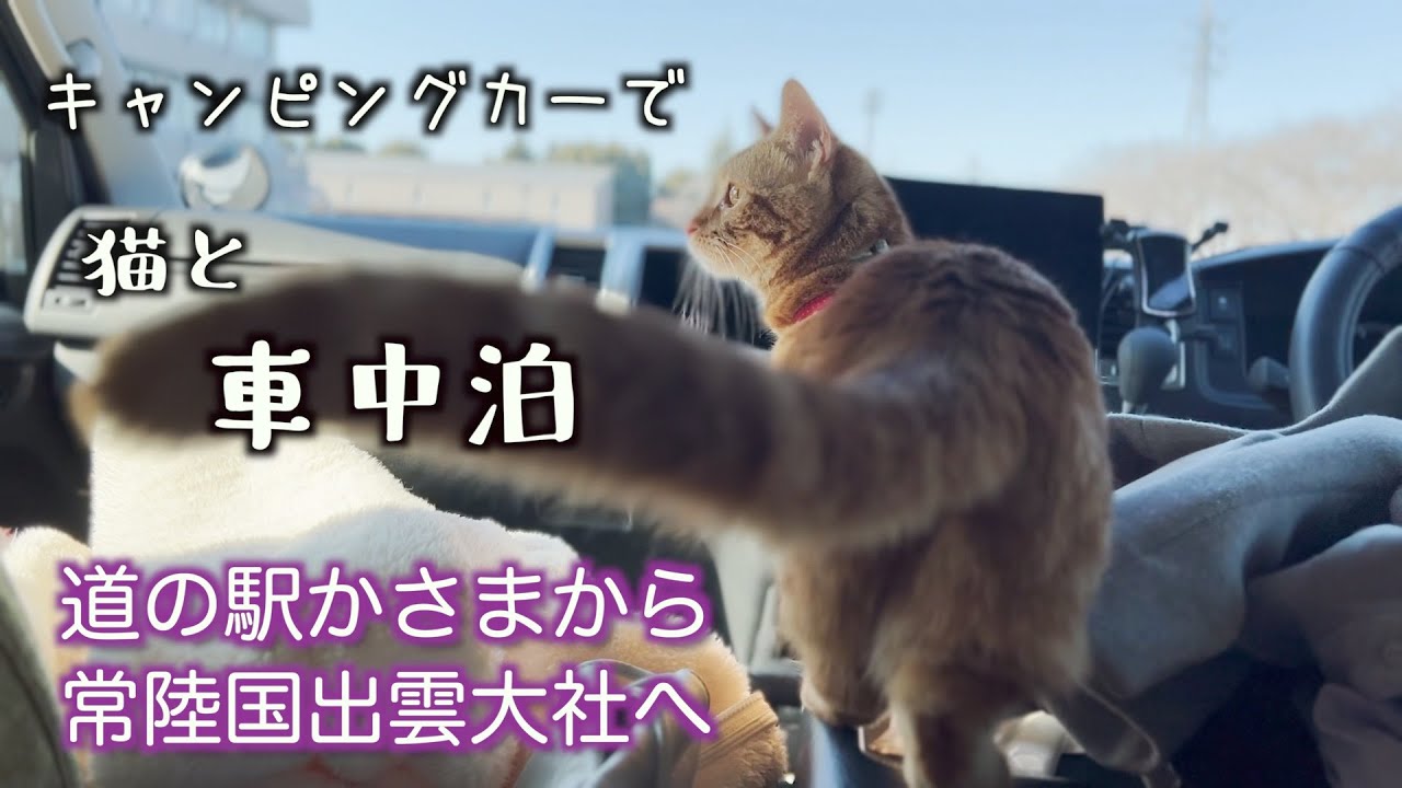 【キャンピングカーで猫と車中泊】常陸国出雲大社へ