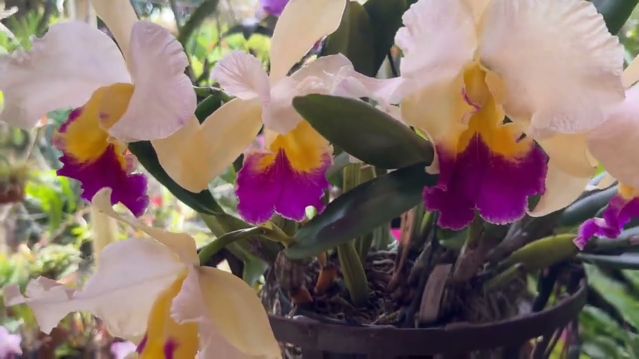 Cymbidium Australian Midnight Black Beauty. ВЕСНА В АВСТРАЛИИ.  MY ORCHID GARDEN IN OCTOBER 