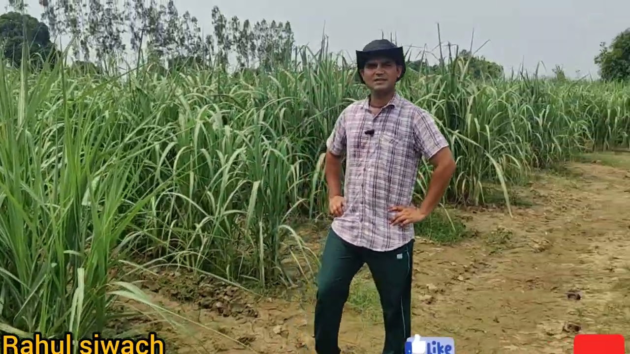 दिल्ली में चलाते थे रेस्टोरेंट आज कर रहे हैं गन्ने की टेक्निकल खेती निकाला रिंग पिट विधि का नया मॉडल