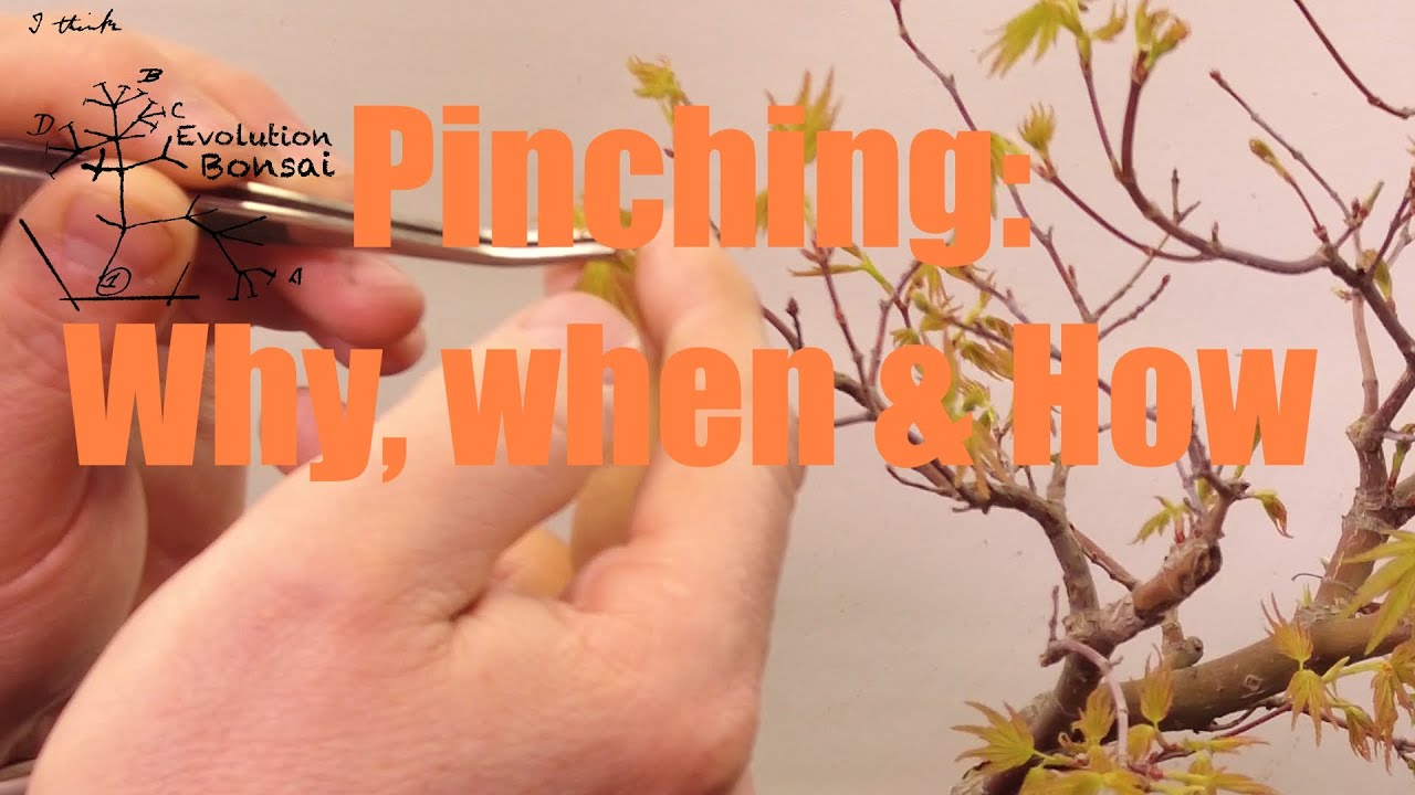 Pinching deciduous bonsai