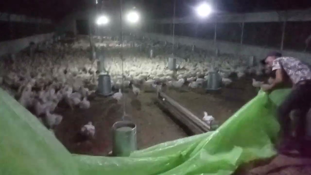 #كيف يتم بيع الدجاج الرومي بالضيعة 🐔🐔🐔🐔