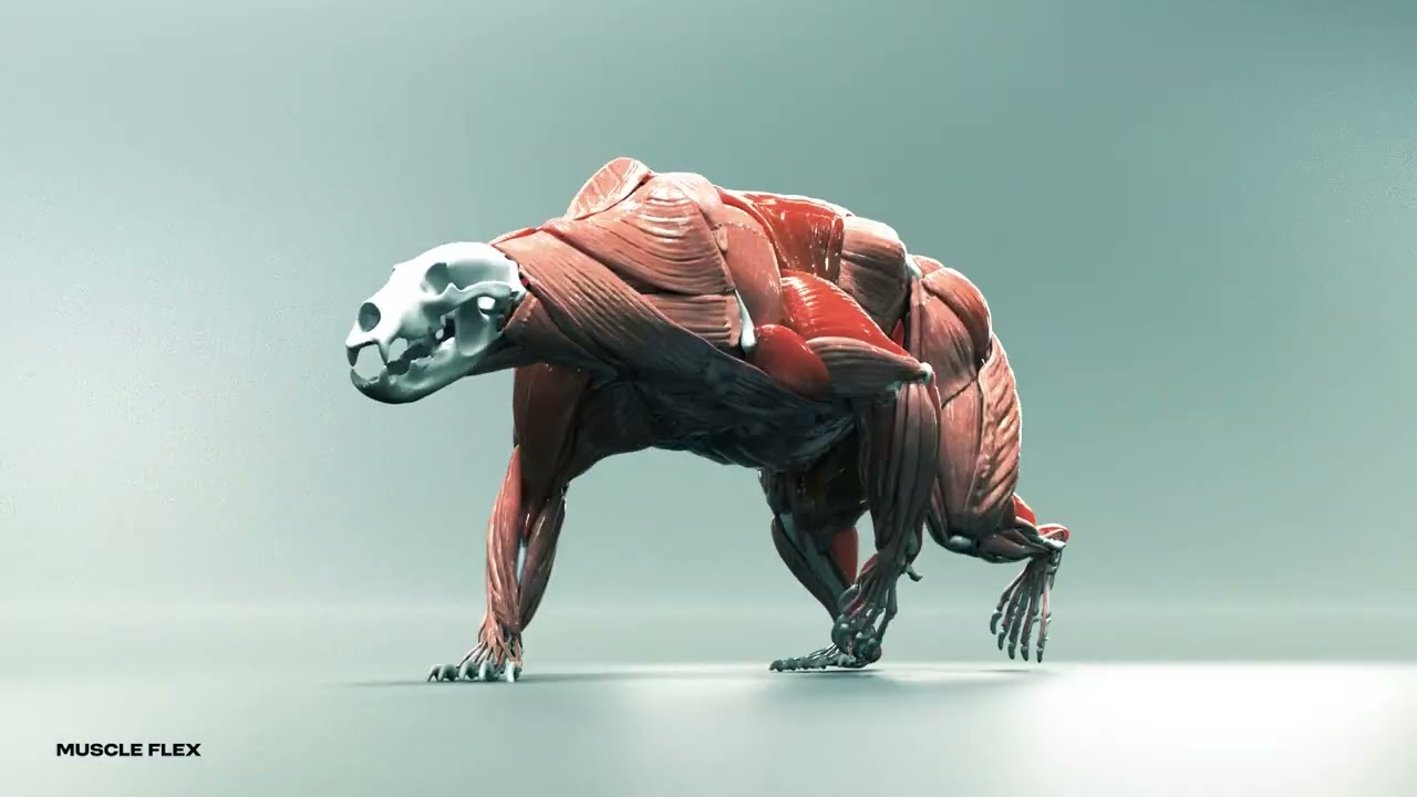 Grizzly Bear - Houdini Muscle