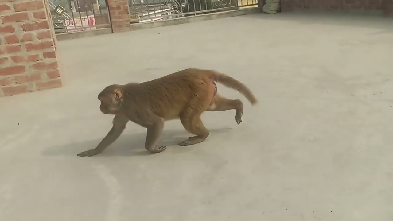 आ जाओ बाबा खाना खालो 🐒🥰 #funny #monkeyvideo #monkey 