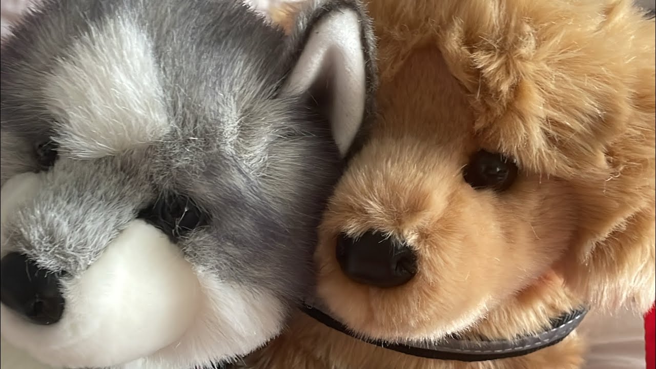 Douglas unboxing @Little.Paws.Plushies 