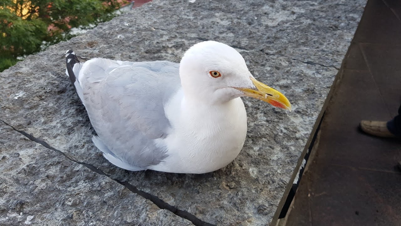 Чайка на смотровой площадке Кохтуотса. Seagull on Kohtuotsa view Platform, Tallinn, 2019.08.01_17:37