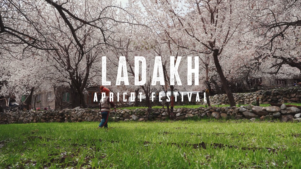 Apricot Festival Ladakh | Ladakh Road Trip 2023 | Karkichoo Village | Ep -07