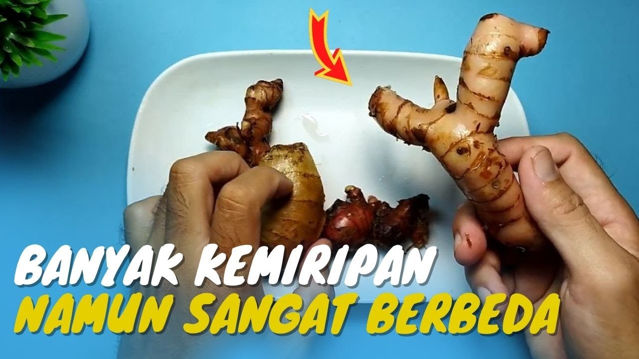 Ini Dia Perbedaan Antara Jahe Merah, Jahe Putih Biasa Dan Lengkuas