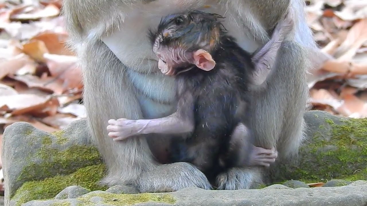 Newborn Enjoys with their regular mom taking care of