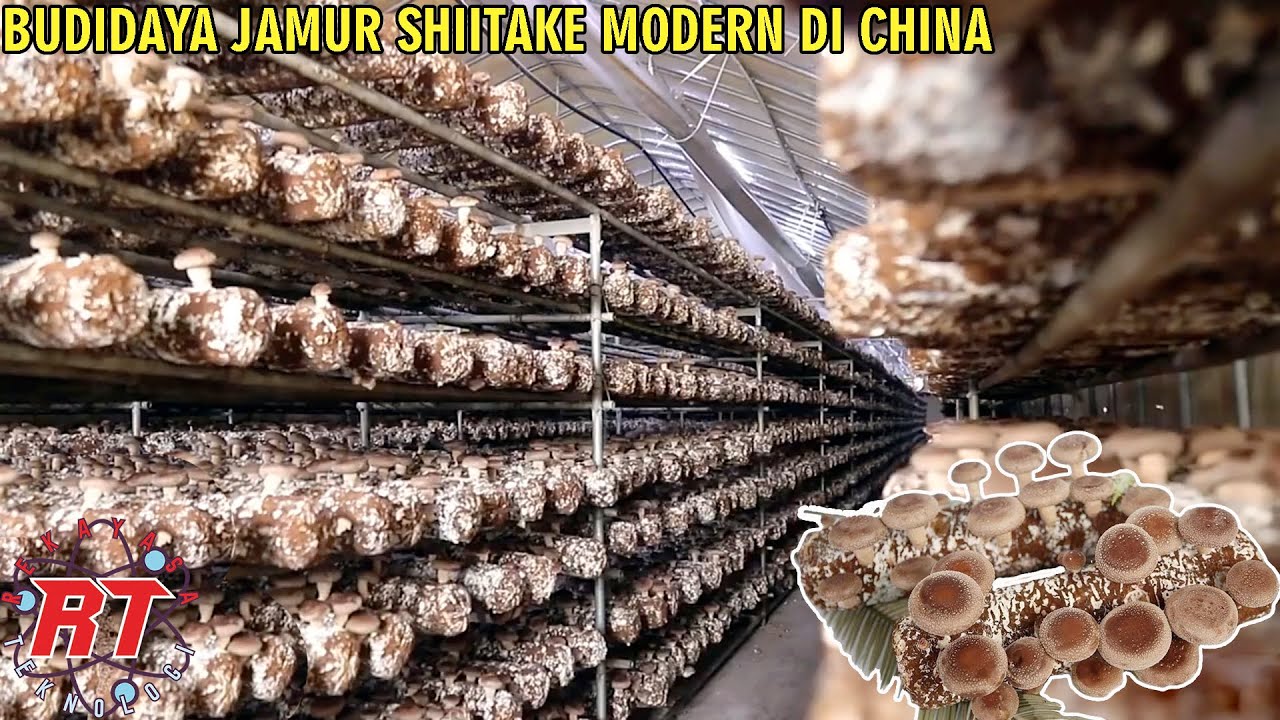 TERNYATA BEGINI JEPANG MEMBUDIDAYAKAN JAMUR SHIITAKE DENGAN CARA MODERN CHINA