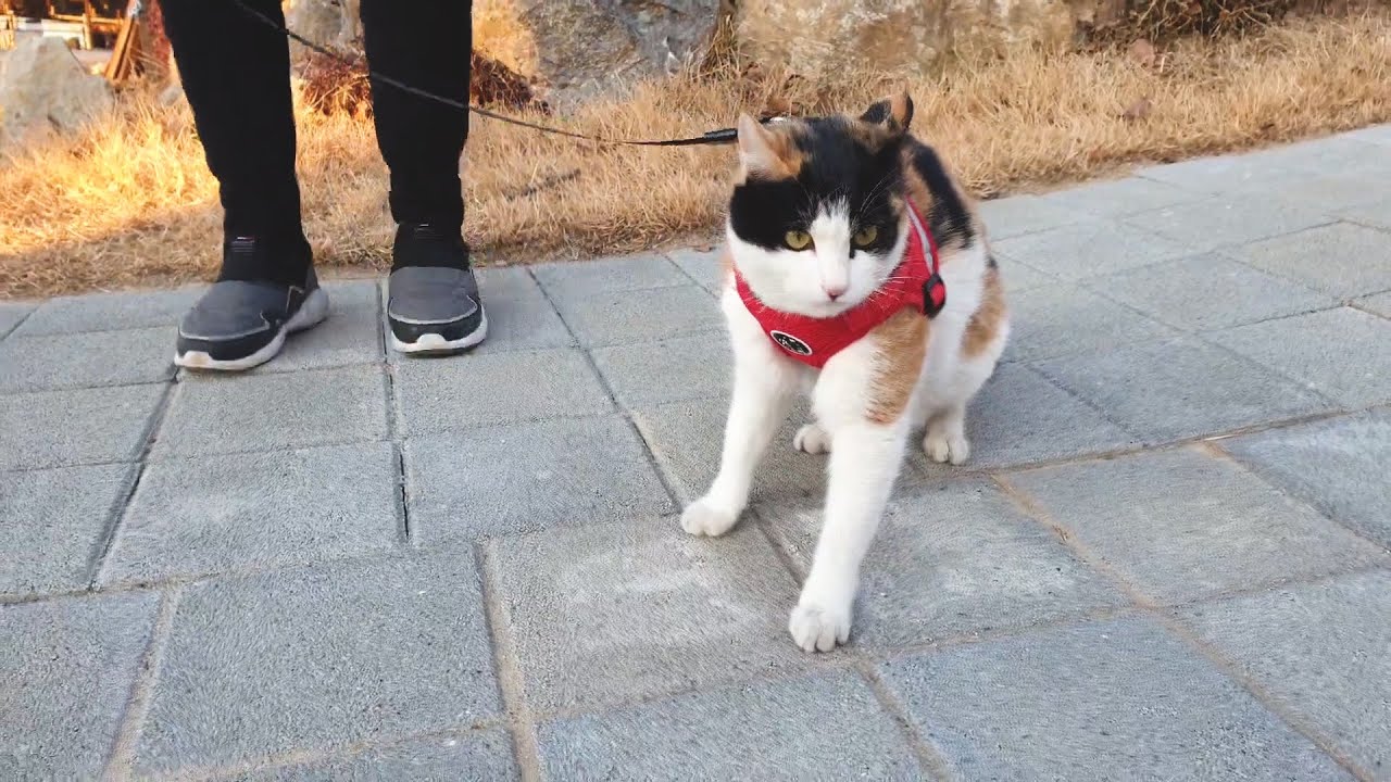 내가 강아지 아니라고 분명 말했다!