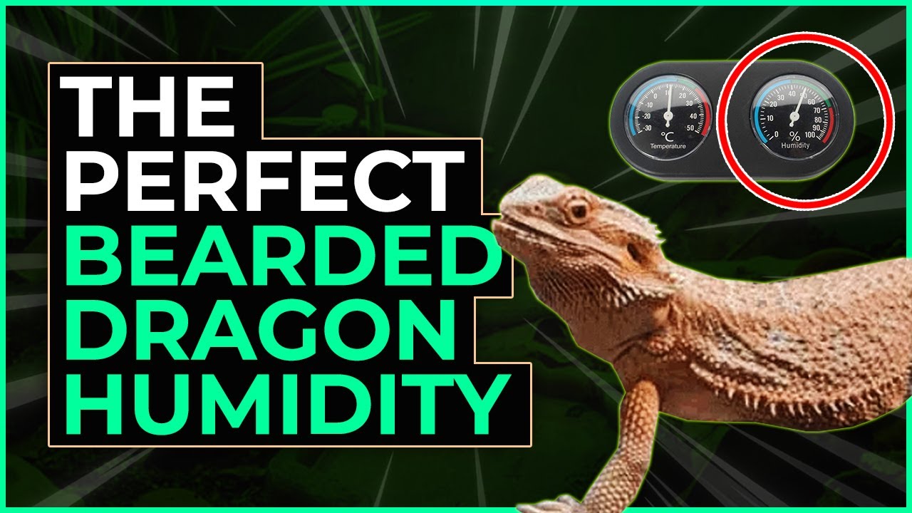 [How to Create] The Perfect Humidity for a Bearded Dragon