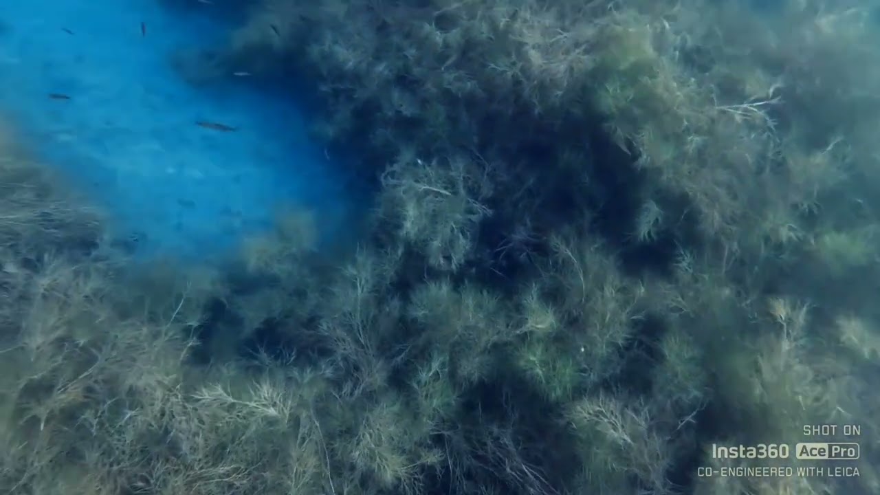 Tauchen und Fische beobachten im Kulkwitzer See 🌊🐟