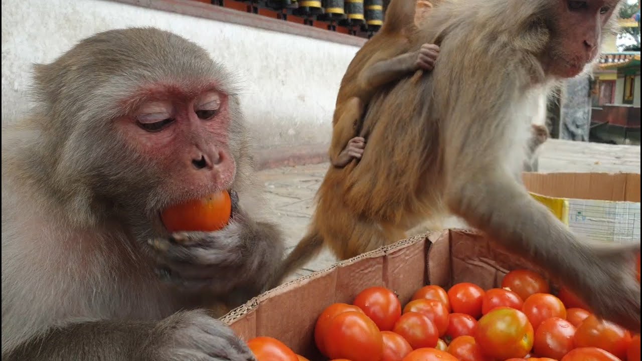 Monkey eat tomato
