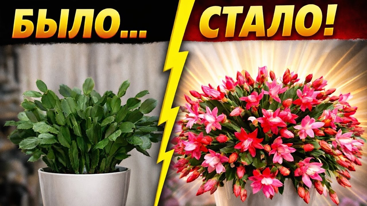 ДЕКАБРИСТ СОШЁЛ С УМА 🌸 Зацвёл как безумный, цветы лезут ОТОВСЮДУ!
