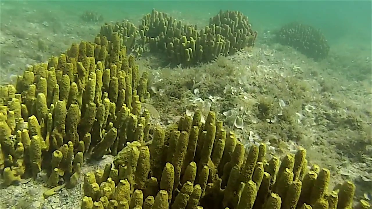 Snorkeling Bay of Zaton, Croatia